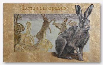 lepuseuropaeusx